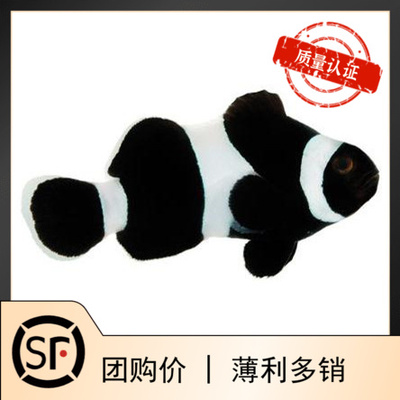 奥黑公子公子毕加索血印小丑鱼