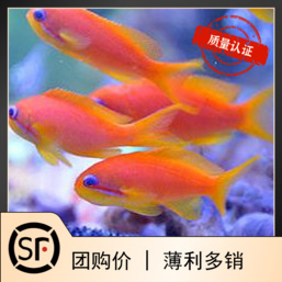 紫罗兰 蓝眼海金鱼 海水鱼观赏鱼小丑鱼活体珊瑚蓝眼宝石