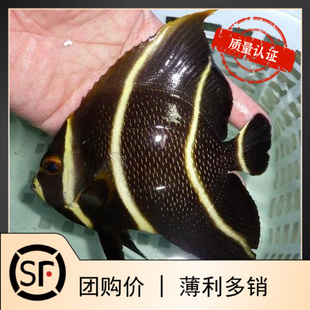 美国法仙 海水鱼观赏鱼小丑鱼活体珊瑚神仙鱼灰仙