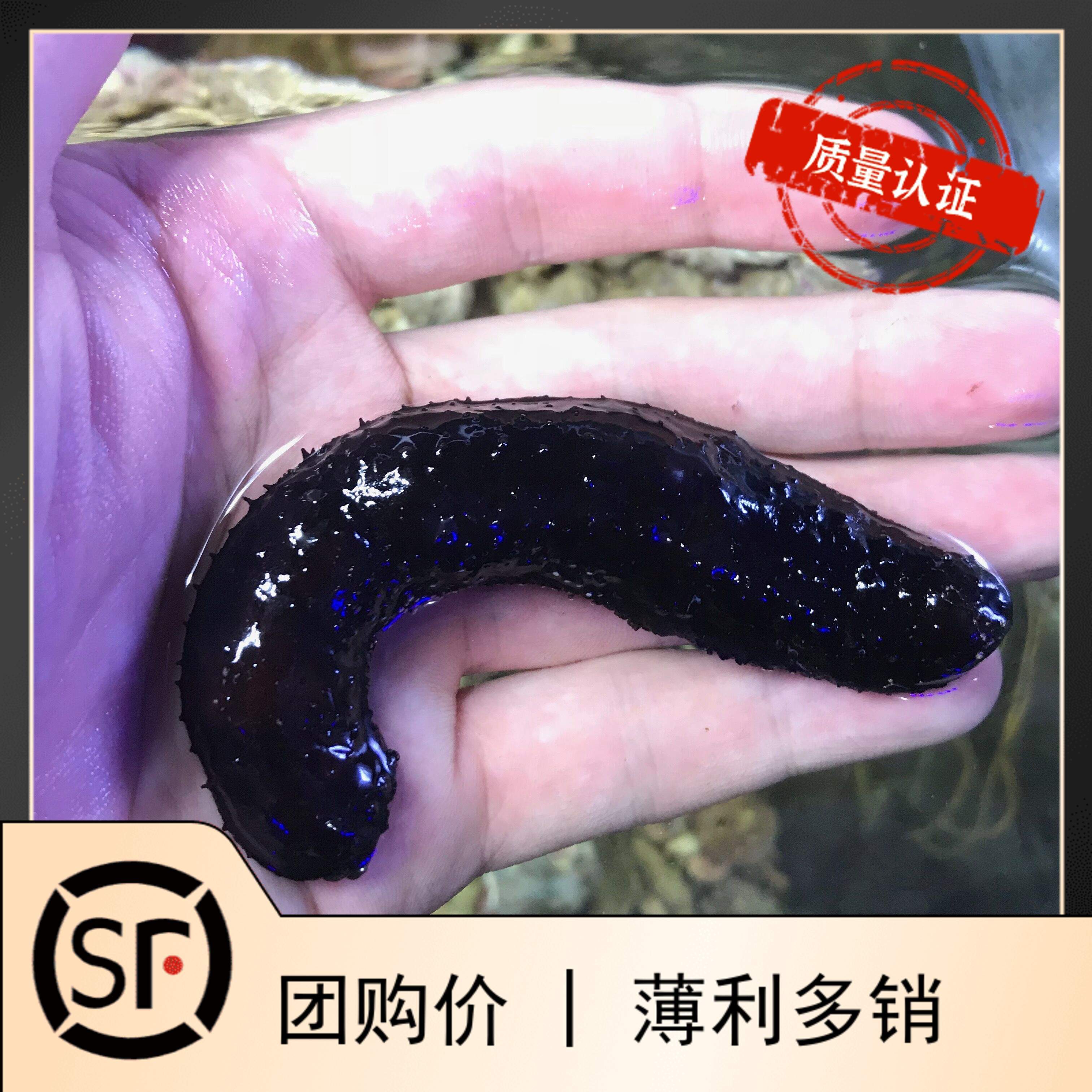 海参小丑鱼翻砂翻沙海水鱼