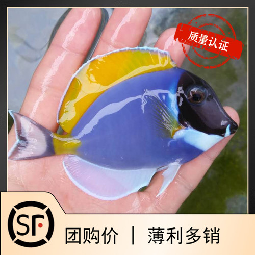 巴东粉蓝吊倒吊类海水鱼