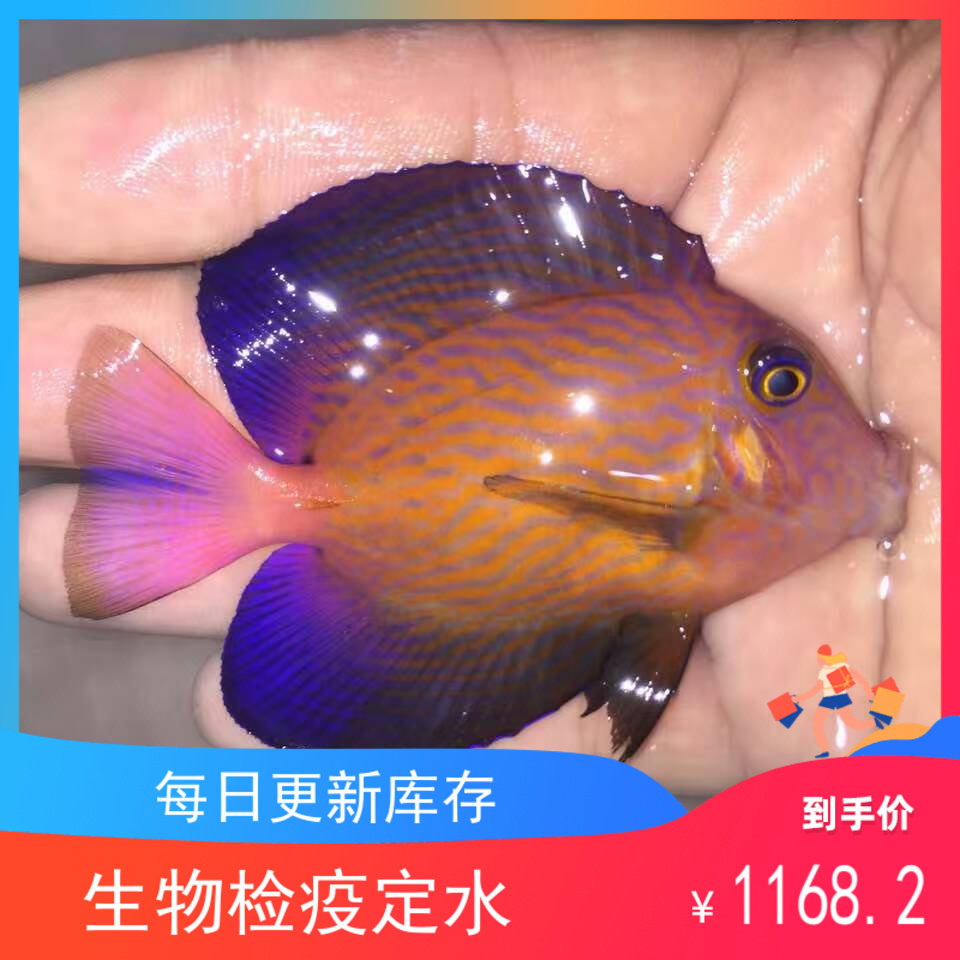 海水小丑鱼淘宝天猫优惠券大全 品牌精品汇聚 价格大全移动版第4页 最宠网