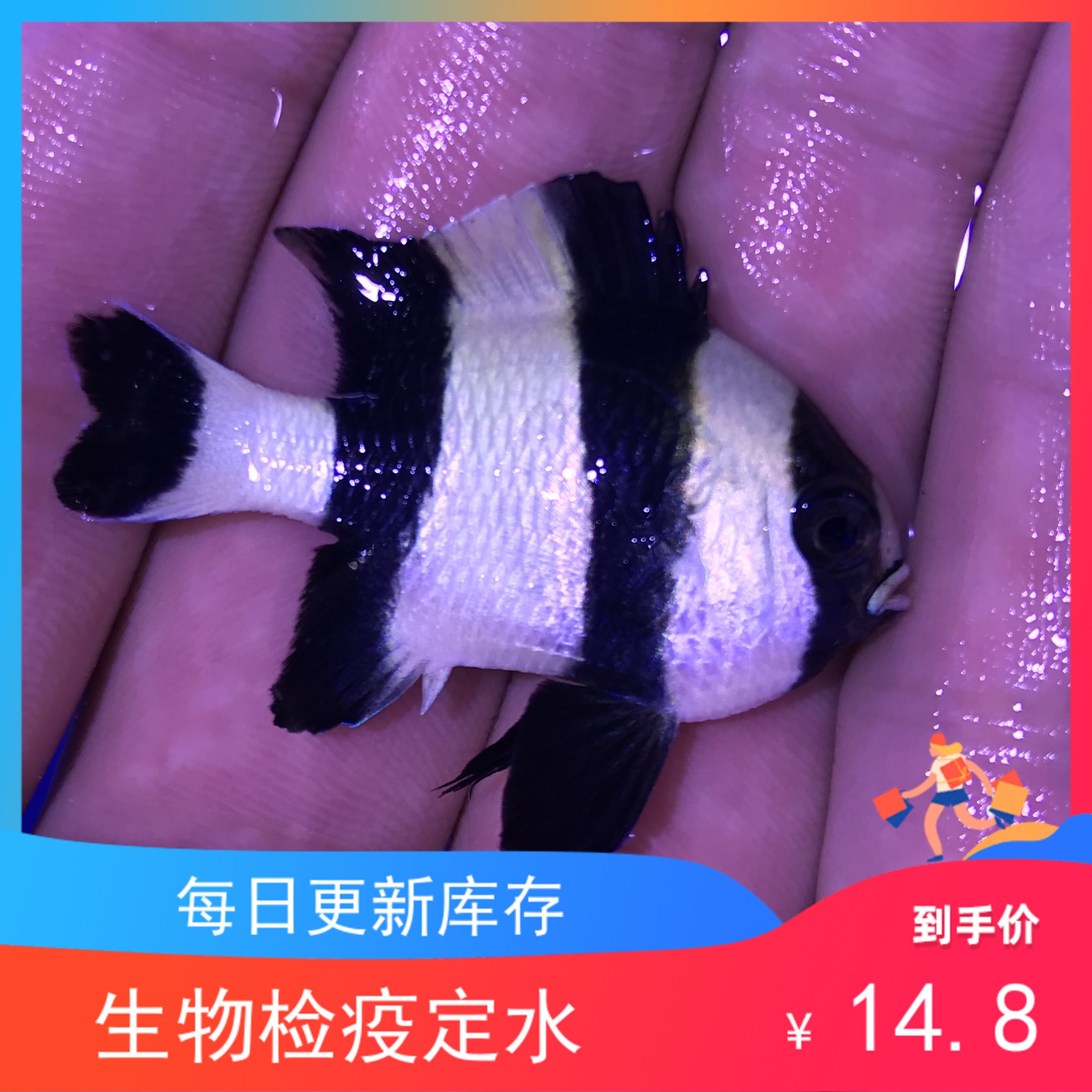 青魔雀鲷 霓虹青雀鲷 蓝绿光鳃雀鲷 蓝绿光鳃鱼百科图片 饲养繁殖 雌雄鉴别 Sbike 青魔雀鲷 霓虹青雀鲷 蓝绿光鳃雀鲷 蓝绿光鳃鱼百科图片 饲养繁殖 雌雄鉴别 Sbike