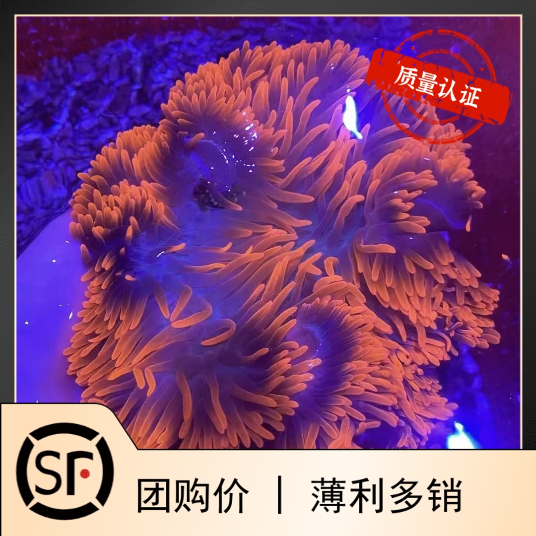 公主葵小丑葵小丑鱼珊瑚地毯海葵