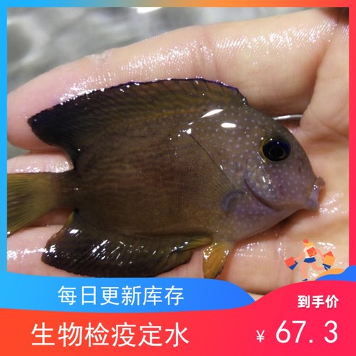 蓝眼吊鱼质量怎么样 蓝眼吊鱼口碑怎么样 小麦优选