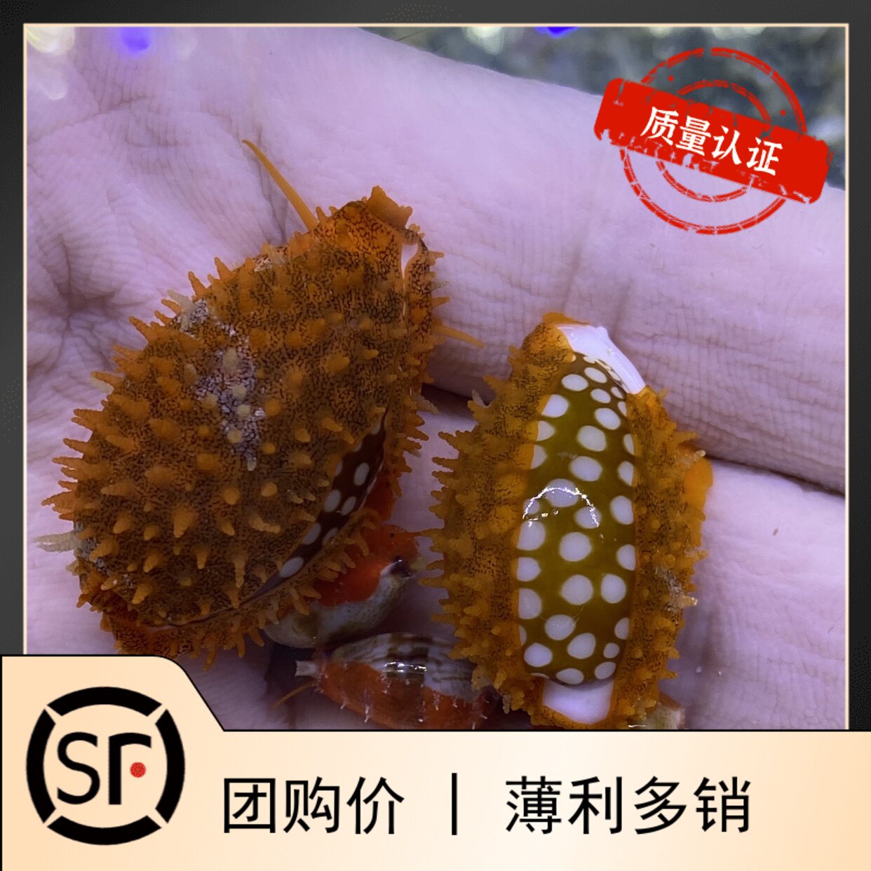 花鹿宝螺活体观赏鱼小丑鱼珊瑚金环