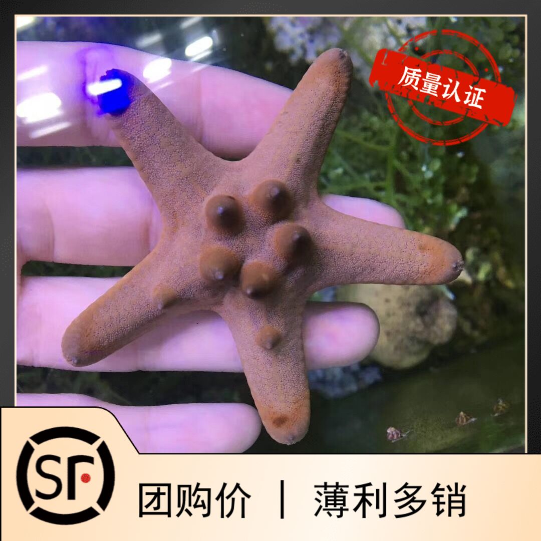 朱古力星海水鱼小丑鱼活体珊瑚