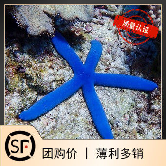 蓝海星 海水鱼小丑鱼活体珊瑚翻沙翻砂海星
