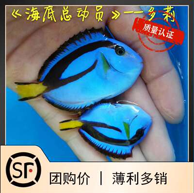 多莉海底总动员海水鱼黄肚蓝吊
