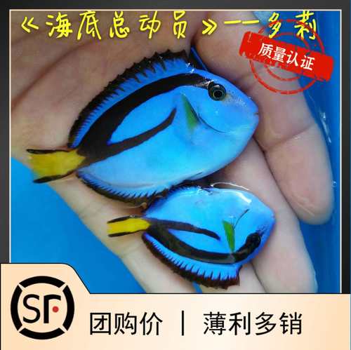 多莉海底总动员海水鱼黄肚蓝吊