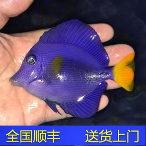 红海紫吊 紫蓝吊海水鱼观赏鱼黄金吊蓝吊活体珊瑚小丑鱼