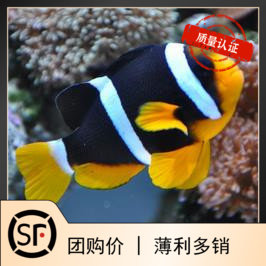澳洲双带人工公子珊瑚蓝小丑鱼