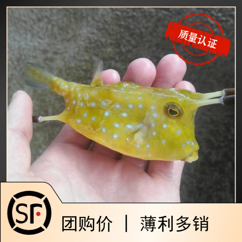 迷你牛角 木瓜 海水鱼观赏鱼小丑鱼活体珊瑚