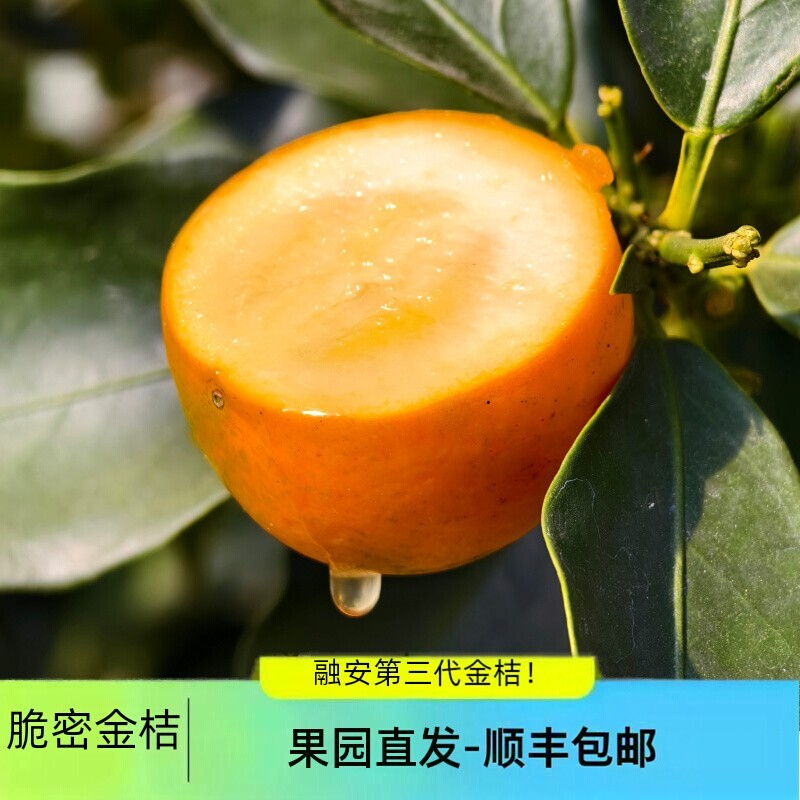 新鲜现摘融安三代脆密金桔