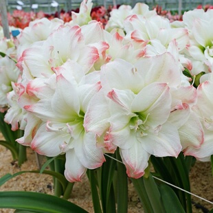 【现货】黛丝/糖果黛丝  进口重瓣朱顶红   特大花漂亮