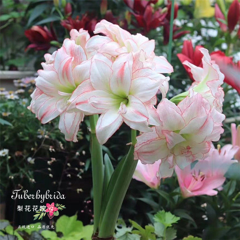 爱神梨花花院进口朱顶红