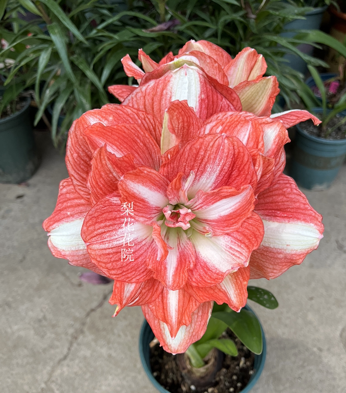 【现货】美丽情感/童话故事 荷兰进口朱顶红种球 多年生