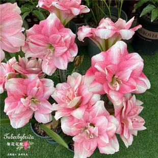 【现货】卡布鲁斯 秘鲁朱顶红种球 多年生 梨花花院 限购