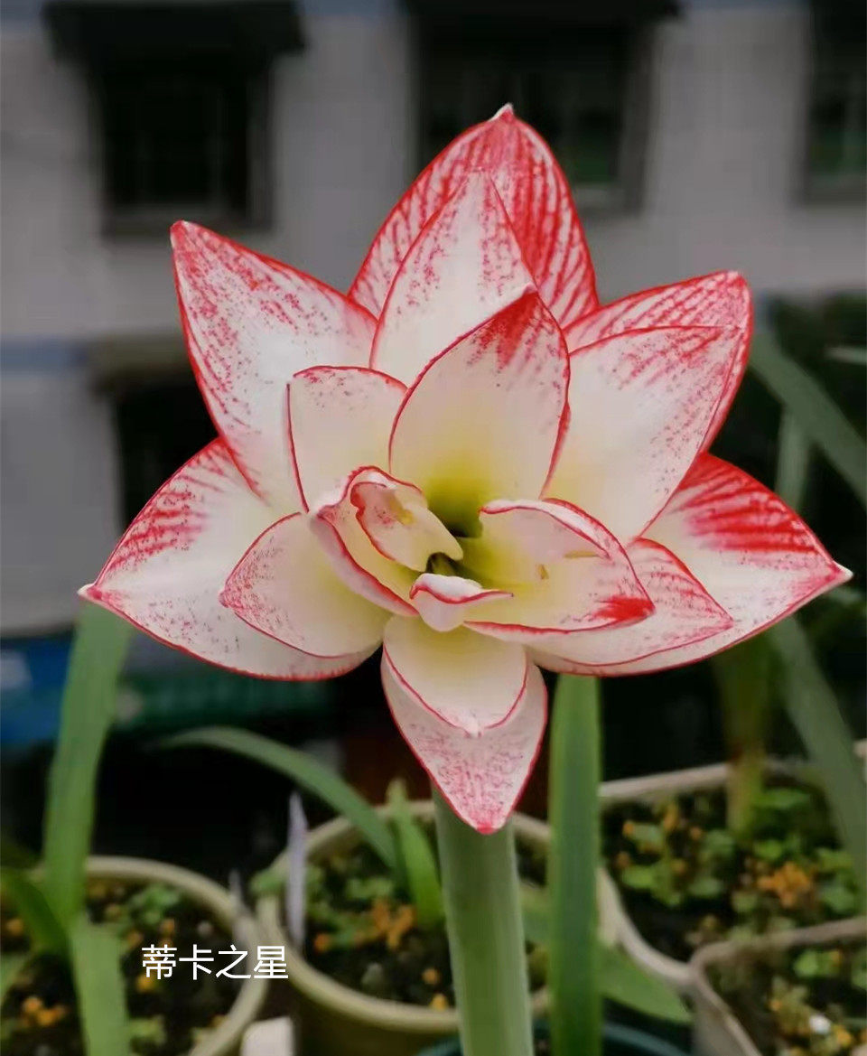 【现货】蒂卡之星 秘鲁进口朱顶红种球 多年生 梨花花院