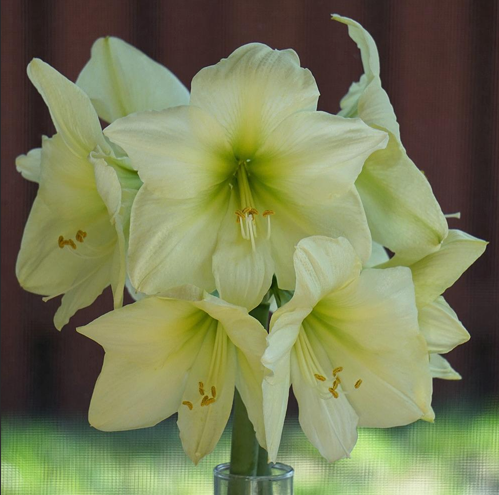 【现货】柠檬之星秘鲁朱顶红