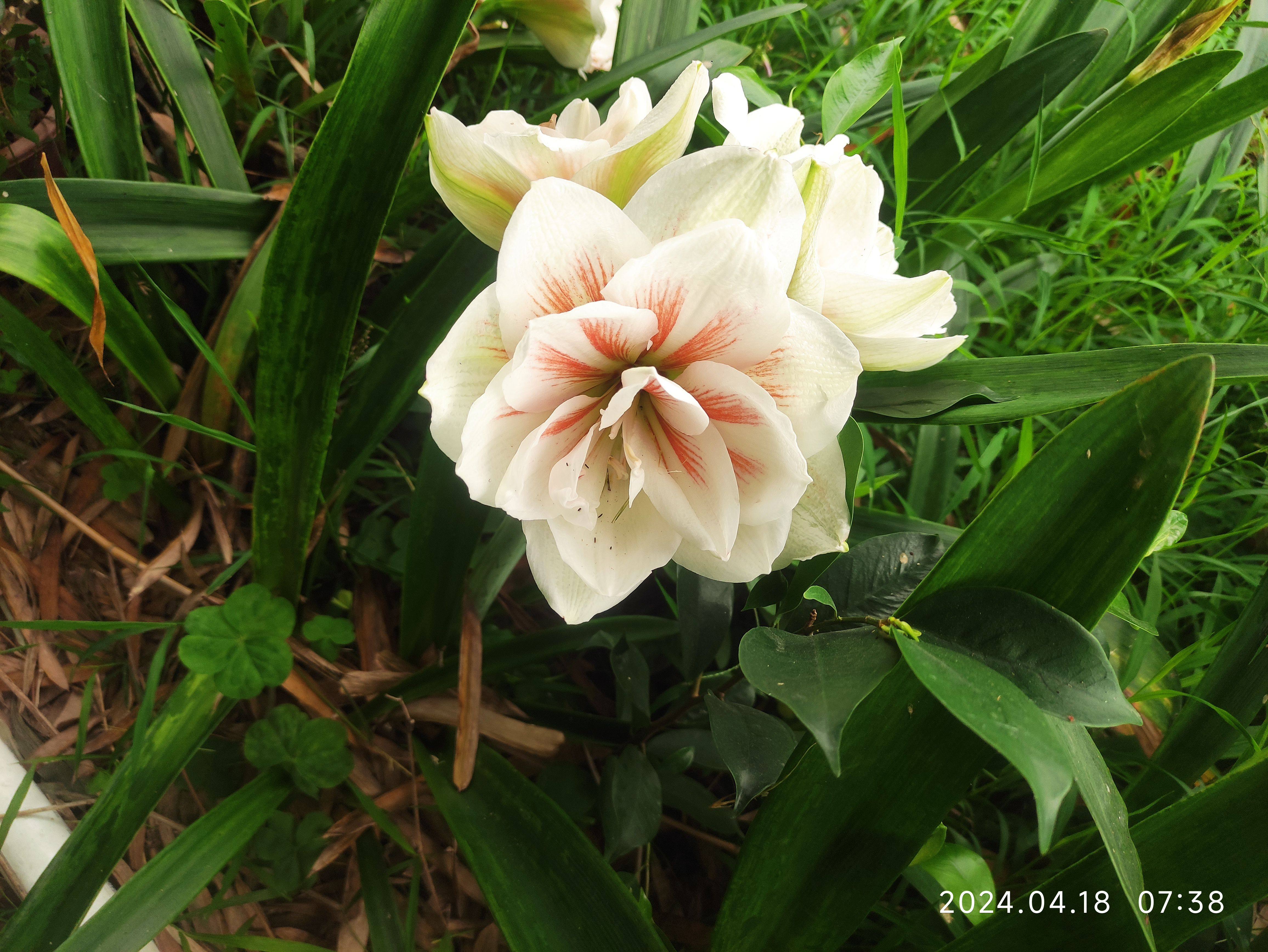 仙女妮芙朱顶红/已开花对版，广东发货带根叶/水苔护根