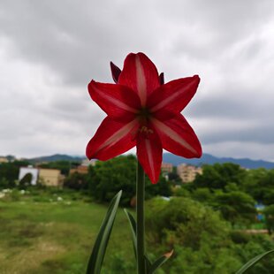 白肋朱顶红香山广东发货包对版全店满38包邮