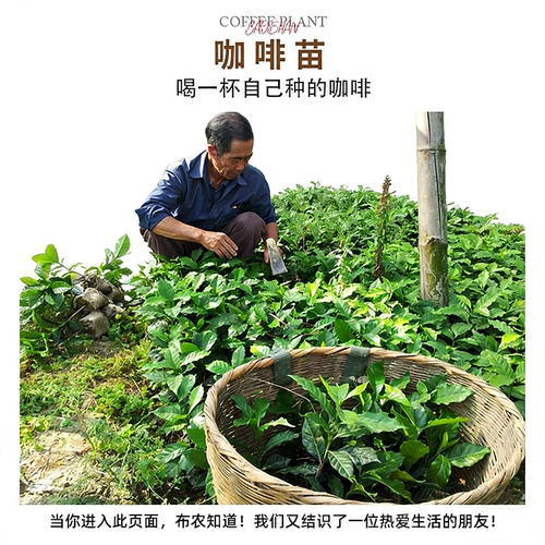 布农云南小粒咖啡树苗