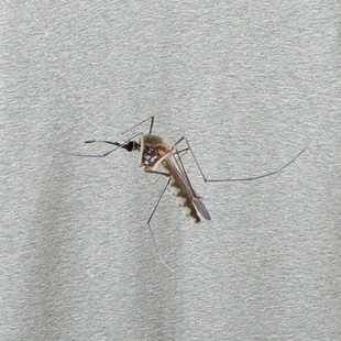 这是一只假蚊子,不信你打我 趣味调侃印花纯棉T恤潮流时尚