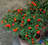 热卖 果吉庆珍珠椒苗看樱桃室内绿植新奇植物 豆珊瑚樱盆栽常青四季