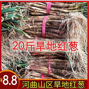 山西河曲甘肃陇南宁夏红葱红头葱种陕北大葱老葱根对葱红皮红根种