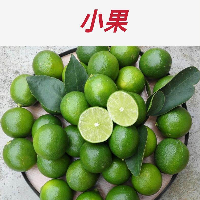台湾香水青柠檬多汁薄皮无籽清香小果