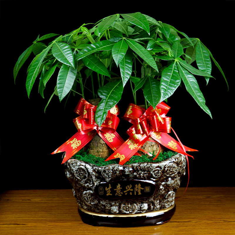 南宁发财树组合盆栽生意兴隆开业送礼乔迁送礼办公桌接待前台盆景