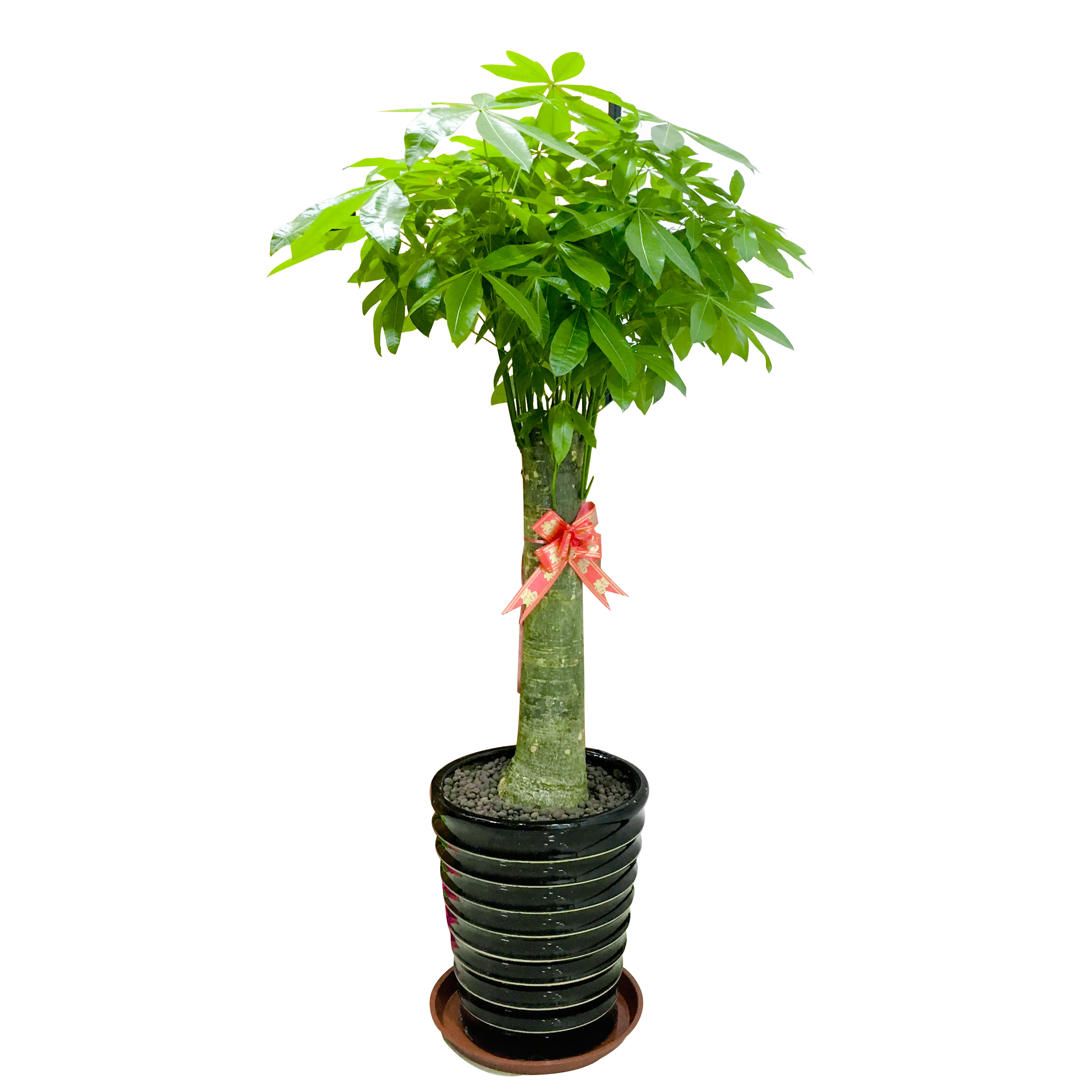 南宁发财树单杆发财树大盆栽大型室内办公室植物开业乔迁送礼绿植