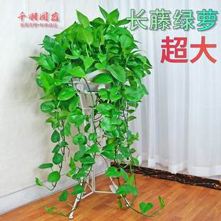 大绿萝盆栽室内花卉植物长藤四季 常绿水培土养办公客厅