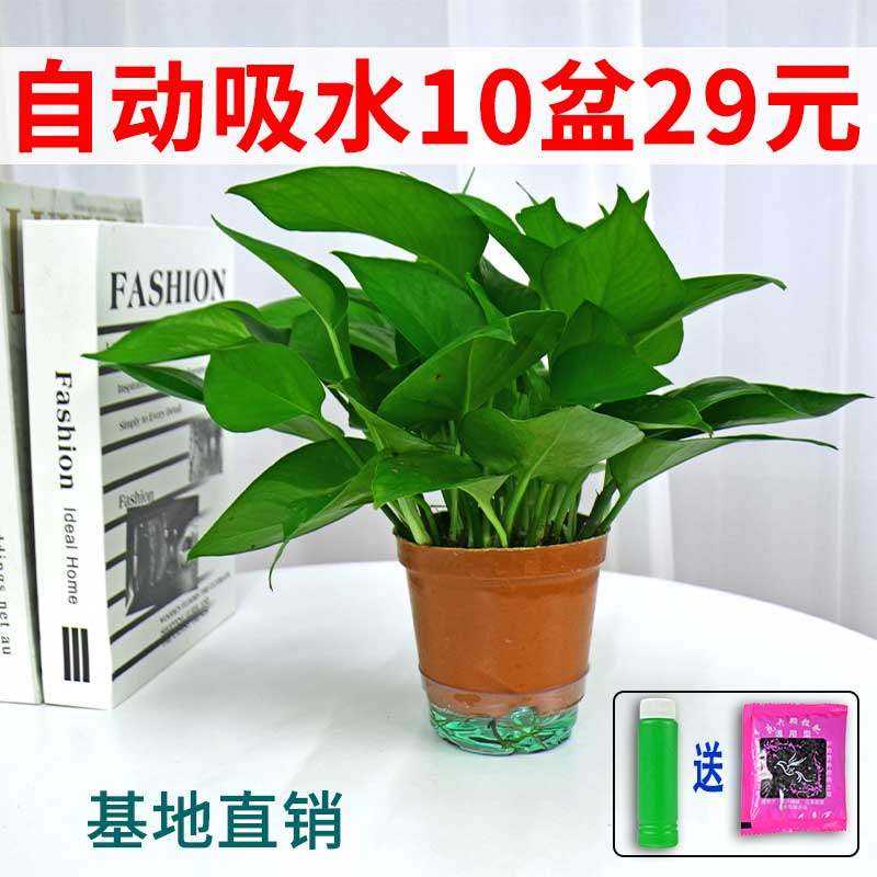 迷你小绿萝吊兰花卉植物吸除甲醛绿植绿箩盆栽办公桌好养懒人吸水