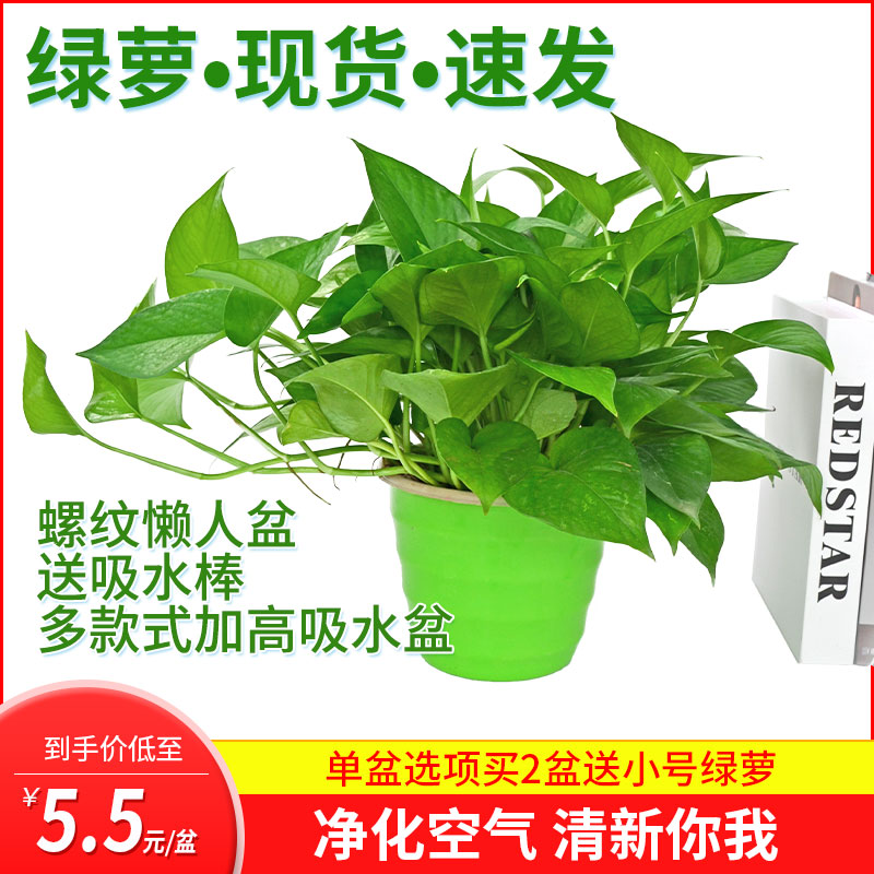 中号绿箩除甲醛植物办公桌吸甲醛绿植懒人盆花卉套餐绿萝茶几盆栽