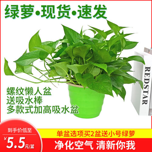 绿箩净化空气办公桌绿植绿萝茶几