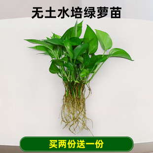 水培绿萝苗植物水养花卉四季 水生花草净化空气单株绿萝苗发财树