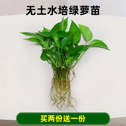 水培绿萝苗植物水养花卉四季水生花草净化空气单株绿萝苗发财树