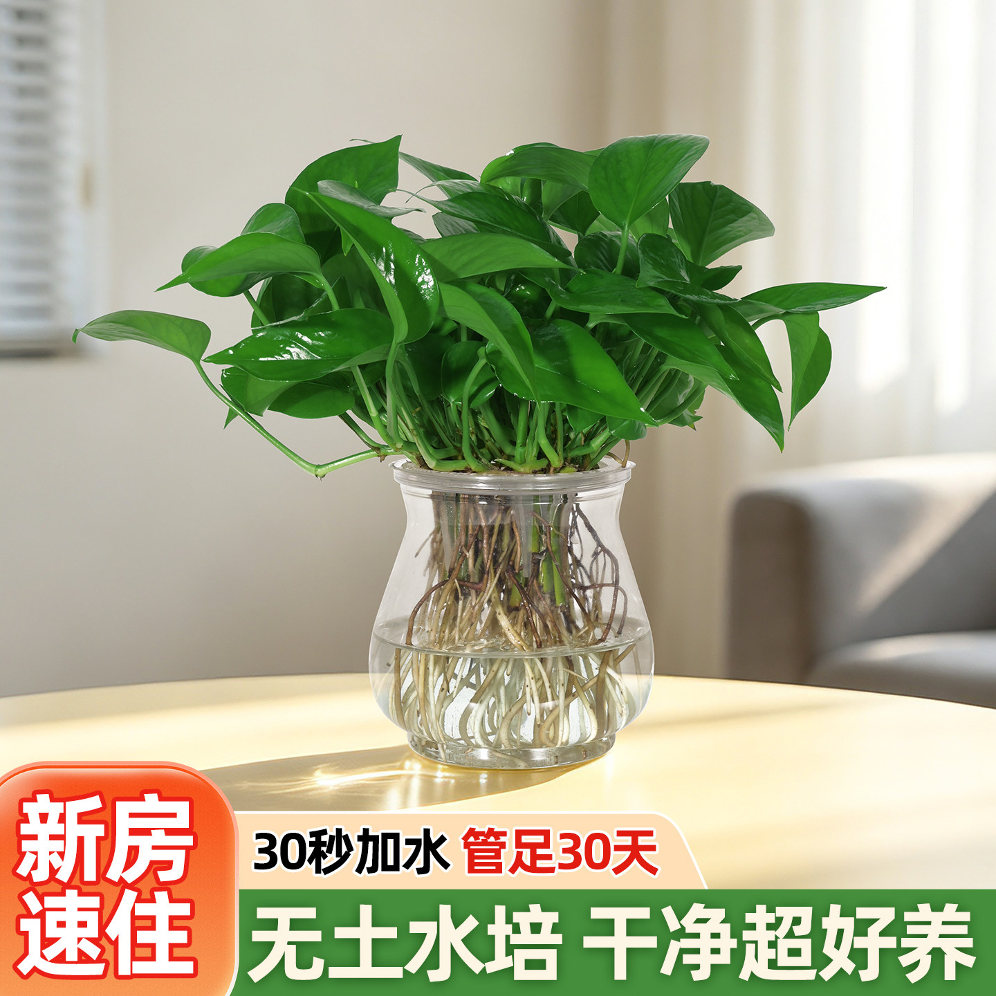 无土水培绿萝室内植物净化空气办公室水养绿植好养绿箩卧室盆栽