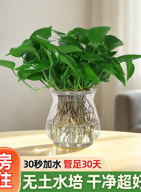 无土水培绿萝室内好养净化空气
