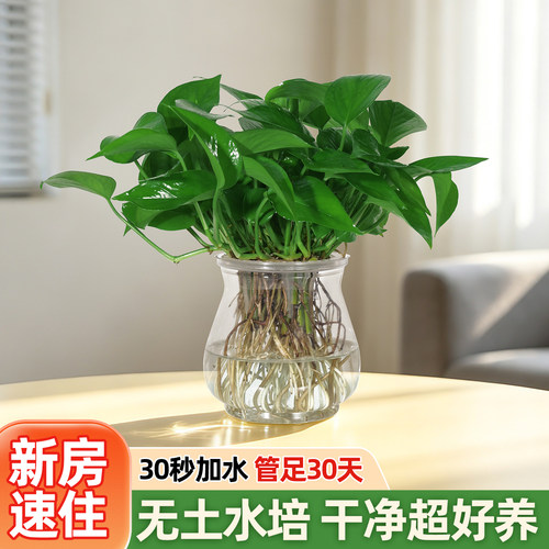 无土水培绿萝室内好养净化空气