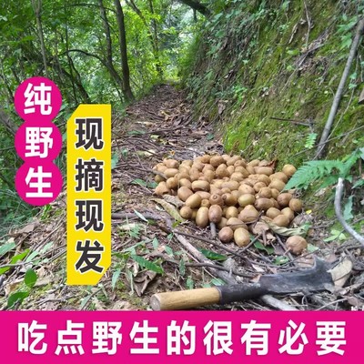 秦岭野生小猕猴桃新鲜水果