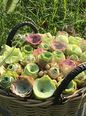 大型山地玫瑰套餐组合特价包邮粉耶罗酒杯黄金鸡蛋群生多肉植物