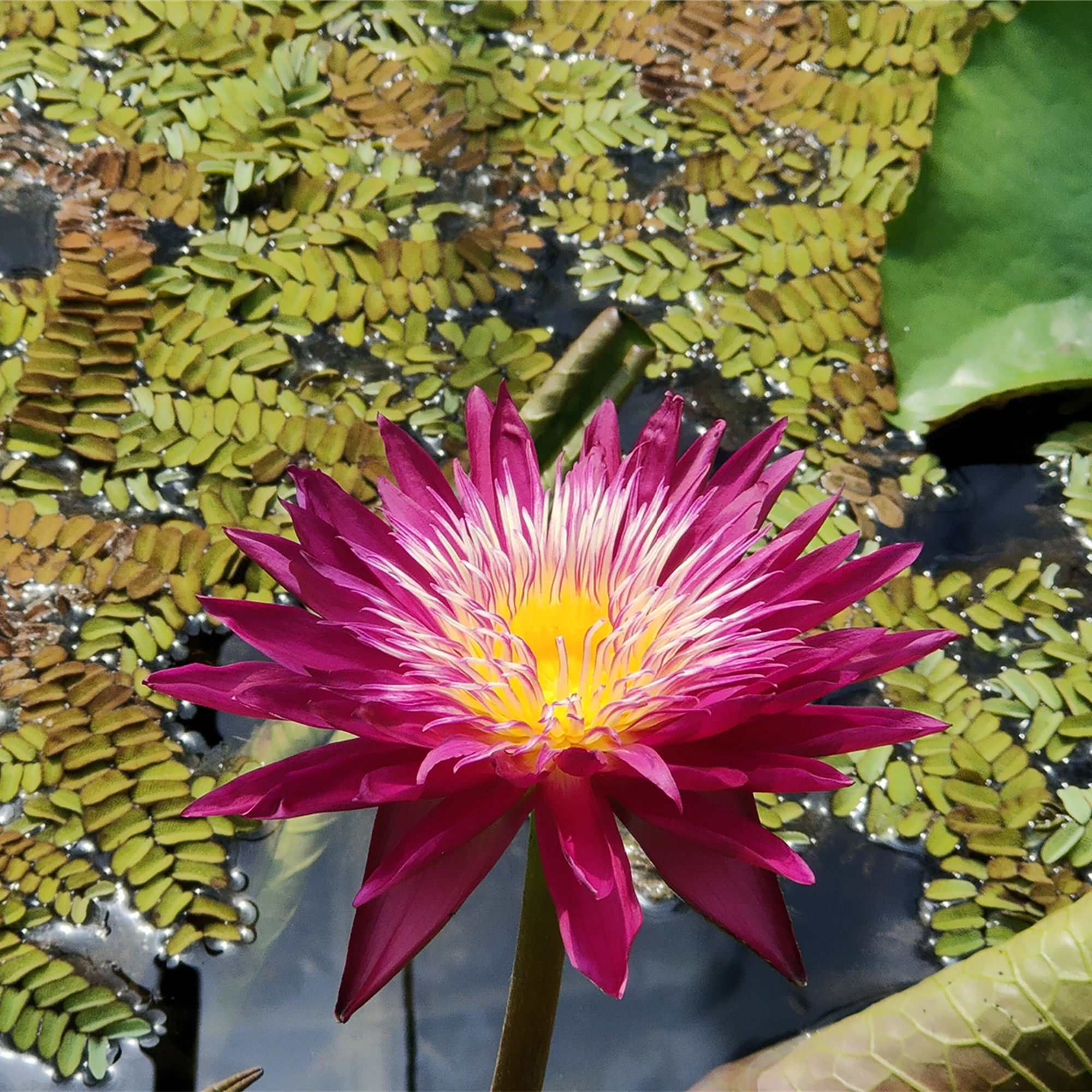 进口名贵稀有热带睡莲品种-甘颂纹-精品带花苞苗发货