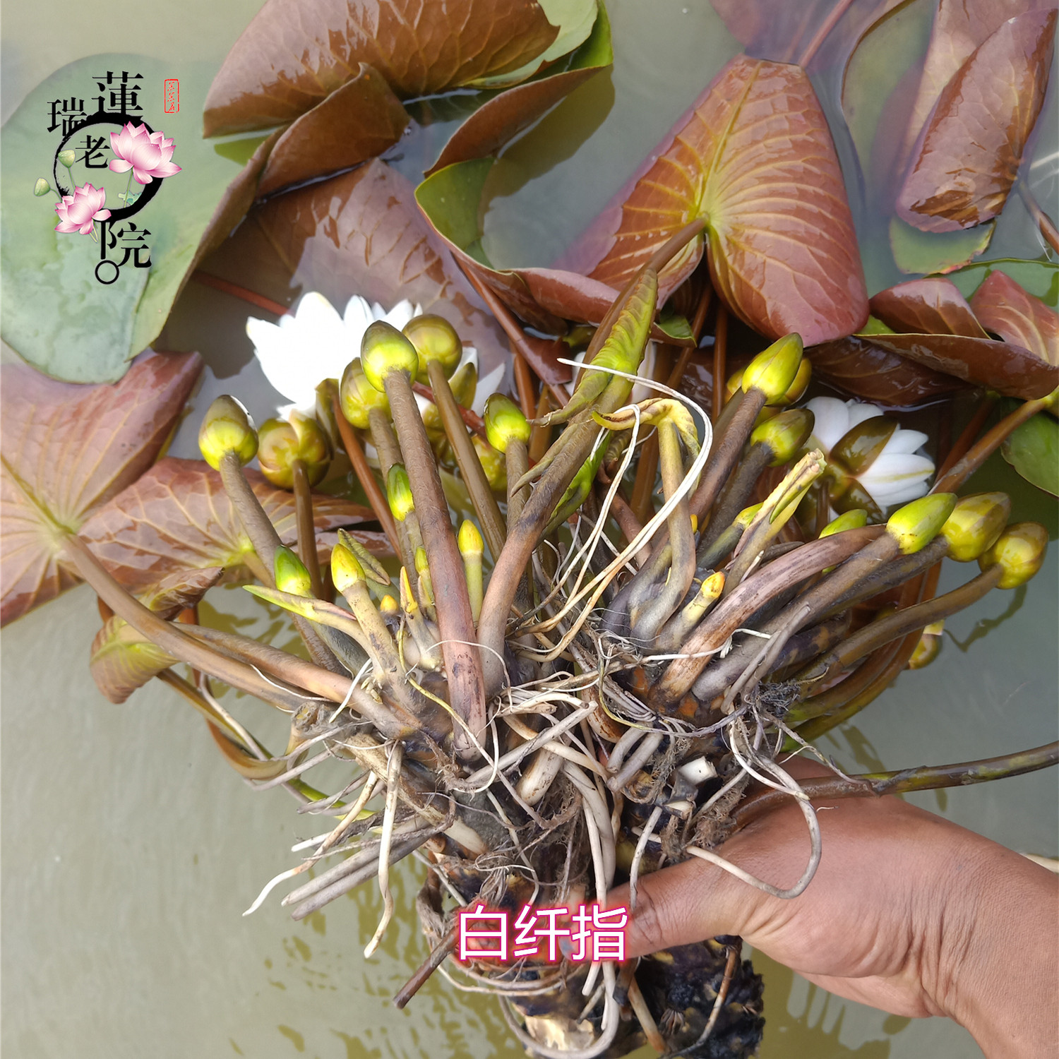 白纤指 莲花种茎变色白色睡莲根块水生植物花卉庭院别墅花园水池