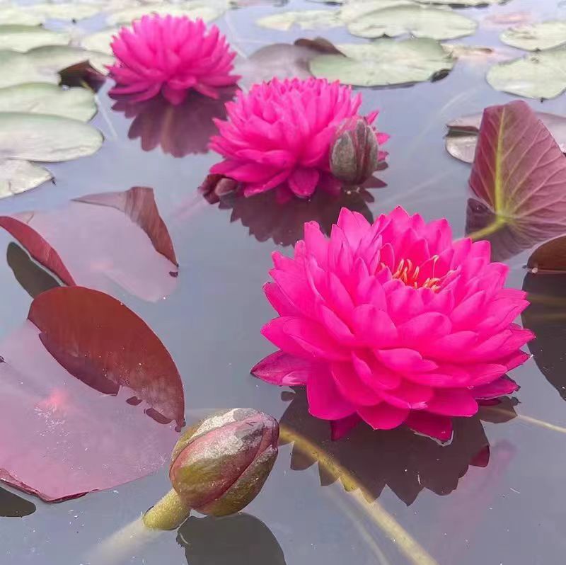 鸽子血 耐寒睡莲重瓣大花睡莲水生植物室内外庭院盆栽带花苞发货 鲜花速递/花卉仿真/绿植园艺 水生植物 原图主图