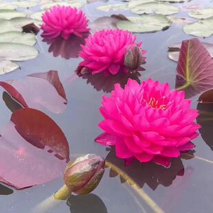 鸽子血 耐寒睡莲重瓣大花睡莲水生植物室内外庭院盆栽带花苞发货