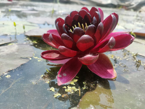 进口名贵耐寒香水睡莲带花苞盆栽