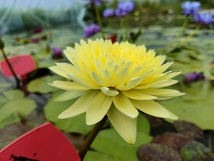 水池塘鱼缸盆栽种植水生植物花卉 进口热带睡莲稀有品种合集